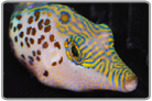 Leopard Toby Pufferfish